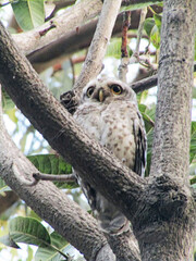 Spotted owlet
