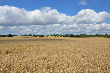 Obraz premium Kornfeld in schöner Naturlandschaft