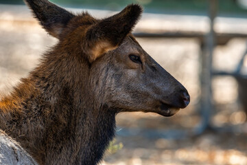 Fototapeta premium A Female Elk in Grand Canyon National Park, Arizona