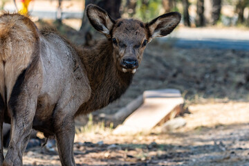 A Female Elk in Grand Canyon National Park, Arizona