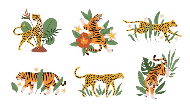 Tropical leaves with tigers, leopards and jaguars. Beautiful mini compositions with wild animals and exotic plants and flowers decor elements. Safari and zoo mammals vector isolated set