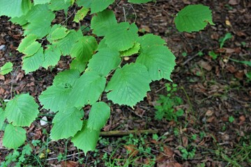 Fototapeta premium leaves in the forest