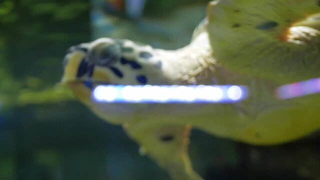 A Big turtle swims in an aquarium, a pet, an oceanarium. footage 4k