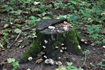 mushrooms on the tree