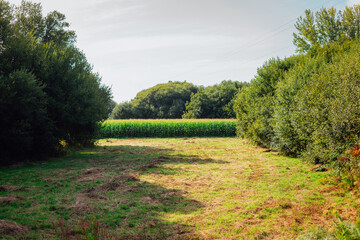 Fototapeta na wymiar Small corn plantation between trees