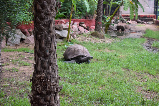 Big Galapagos  Giant Tortoise. Big  Turtle. Wildlife Stock Photograph 