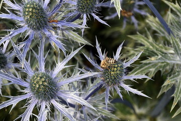 Bienen auf Mannstreu-Blüten