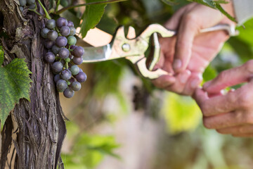 Ripening blue wine grapes in the garden on grape plant and hand  with gardener vintage scissors ...