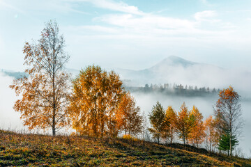 Amazing scene on autumn mountains. Yellow birchs in fantastic morning sunlight. Carpathians, Europe. Landscape photography