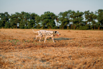 Dalmatian dog walks on mown field.