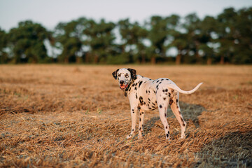 Dalmatian dog stands on mown field.