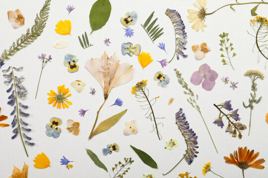 Pressed dried flowers and plants on white background, flat lay. Beautiful herbarium