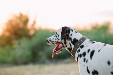 Portrait of Dalmatian dog with collar during walking.