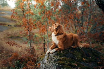 dog in fall . red Nova Scotia Duck Tolling Retriever lies on a stone in the autumn forest