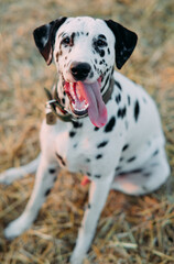 Portrait of Dalmatian dog with collar and name plate.