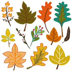 autumn leaves collection with many different leaf hand drawn vector