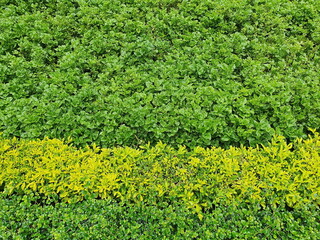 Beautiful garden design ideas with changing colors Plant edible ornamental plants such as Brazilian spinach and ornamental plants, for example. Hokkien tea (dark green) Golden dew drops (light green).