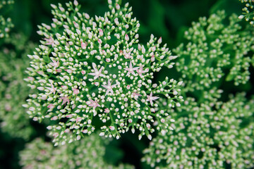 A green flowering bush of the Sedum telephum plant. Garden and landscape decoration.