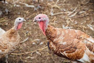 Two turkeys are walking in the yard. Rural area.Variegated, colorful feathers.