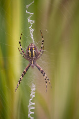 Close up of orb weaver spider on web