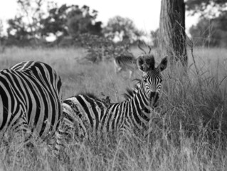 Black and white zebra foal