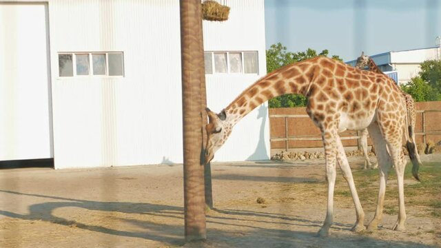 Beautiful giraffe in biopark, business on African animals, tourism. slow