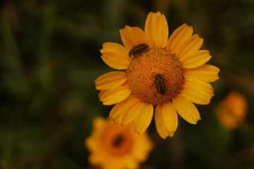 yellow flower in the garden