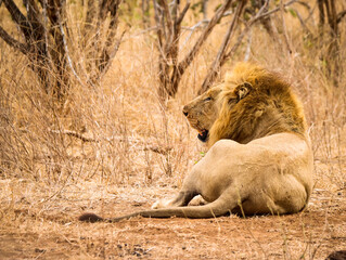 Obraz premium The male of a pair mating lions 