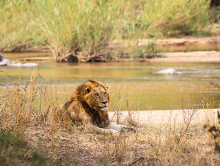 Lion cooling off in the shade on a hot day