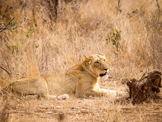 Female lioness waiting for her mate