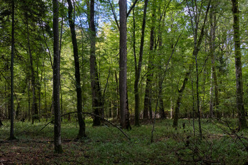 Deciduous stand with hornbeams and oaks