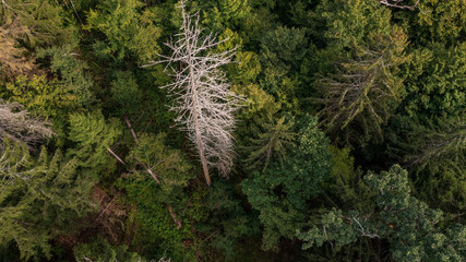 Diagonall view of coniferous tree stand