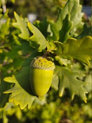 acorn on oak leaf