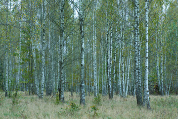 Beautiful Autumnal Birch Grove