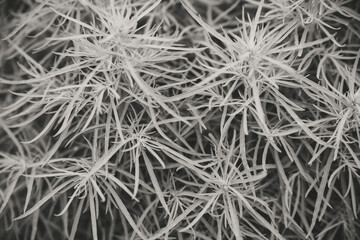 Lush juicy greens. Abstract, natural background. The leaves are tinted in gray.