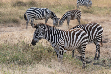 A harem of zebras photographed in Ngorongoro crater.
