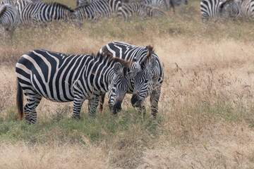 An affectionate zebra couple in Ngorongoro crater.