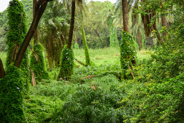 Deep Natural Rainy Green forest/Jungle Stock Photograph