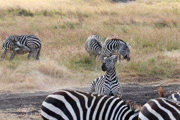 A zebra takes a rest during the great migration.