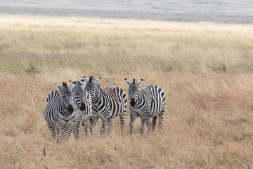 Naklejka premium A harem of zebras photographed in Ngorongoro crater.
