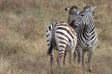 Fototapeta na wymiar An affectionate zebra couple in Ngorongoro crater.