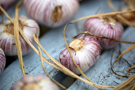 Garlic bulbs in a greenhouse