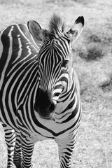 Fototapeta na wymiar Black and white image of a zebra.