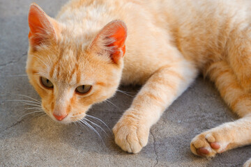 A ginger cat lies on a concrete path. The cat is resting in the sun.