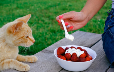 A woman in denim shorts sitting on a wooden bench on a green lawn eats a strawberry dessert with cream for breakfast with a spoon. The ginger cat also wants to eat dessert.