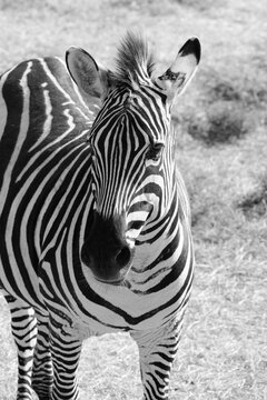 Black and white image of a zebra.