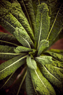 Kale growing in a garden