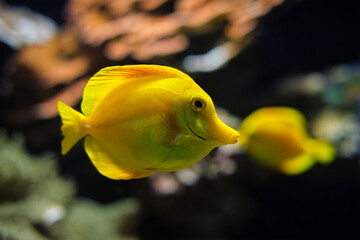 Yellow tang Zebrasoma flavescens fish underwater in sea