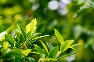 green leaves background