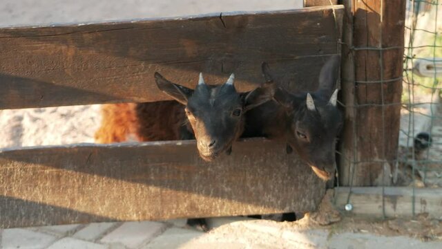 two little Pedigree goats, children of animals, cute and small. Livestock, business tourism. close up